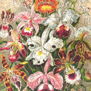 Orchids